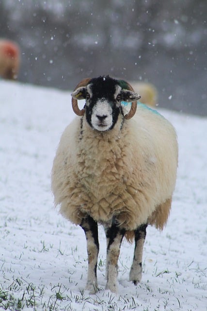 Free download sheep livestock animal nature snow free picture to be edited with GIMP free online image editor