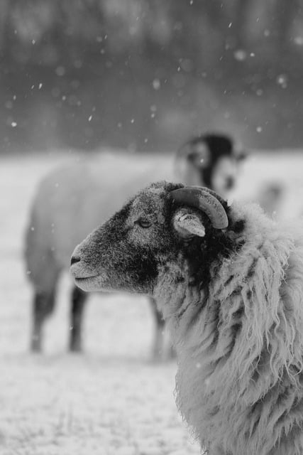 Free download sheep livestock animal snow white free picture to be edited with GIMP free online image editor