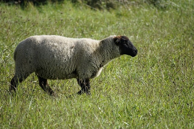 Free download sheep livestock meadow grass free picture to be edited with GIMP free online image editor