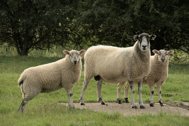 Free download sheep mammals animals livestock free picture to be edited with GIMP free online image editor