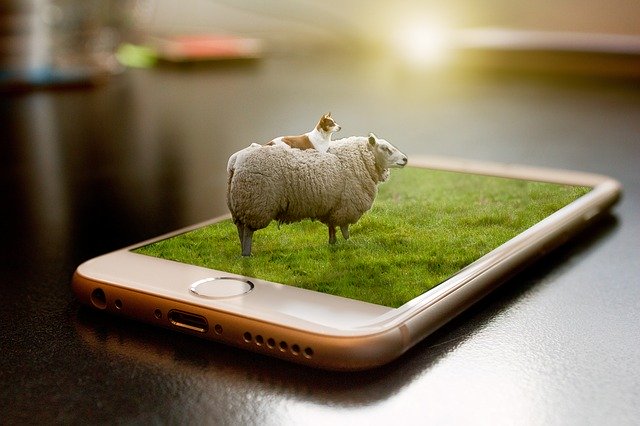 دانلود رایگان الگوی عکس رایگان Sheep Manipulation Grass برای ویرایش با ویرایشگر تصویر آنلاین GIMP