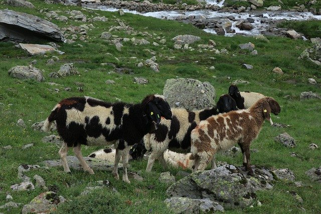 Gratis download Sheep Mountain Goats - gratis foto of afbeelding om te bewerken met GIMP online afbeeldingseditor