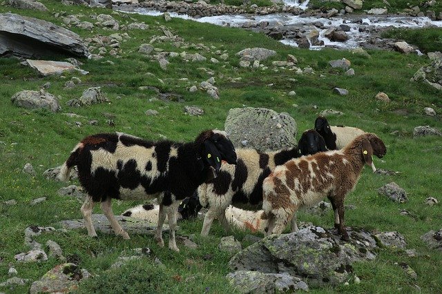 Descărcare gratuită Sheep Mountain Goats - fotografie sau imagini gratuite pentru a fi editate cu editorul de imagini online GIMP