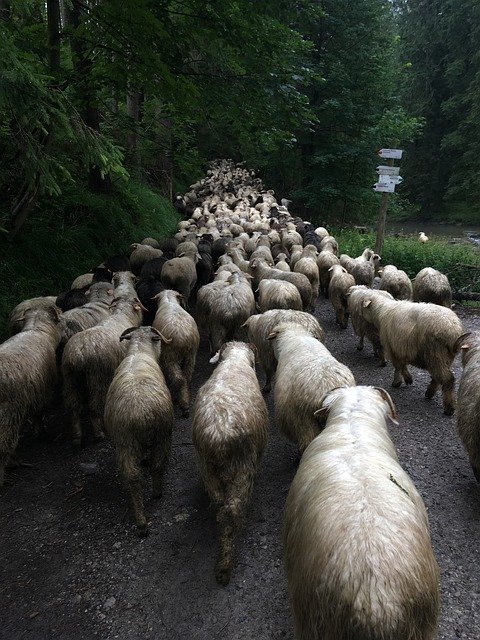 Free download Sheep Mountain Poland -  free photo or picture to be edited with GIMP online image editor