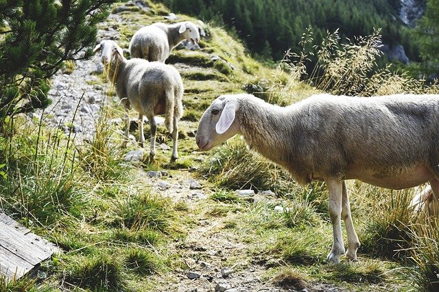 ดาวน์โหลดฟรี Sheep Mountains - ภาพถ่ายหรือรูปภาพฟรีที่จะแก้ไขด้วยโปรแกรมแก้ไขรูปภาพออนไลน์ GIMP