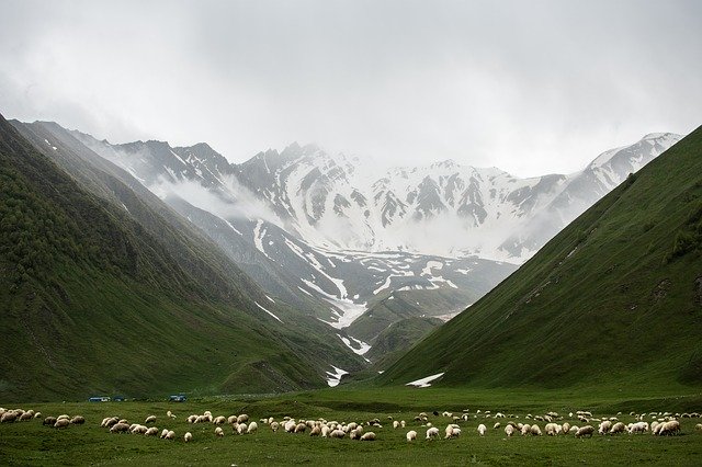 Descarga gratuita Sheep Mountains Fog - foto o imagen gratuita para editar con el editor de imágenes en línea GIMP