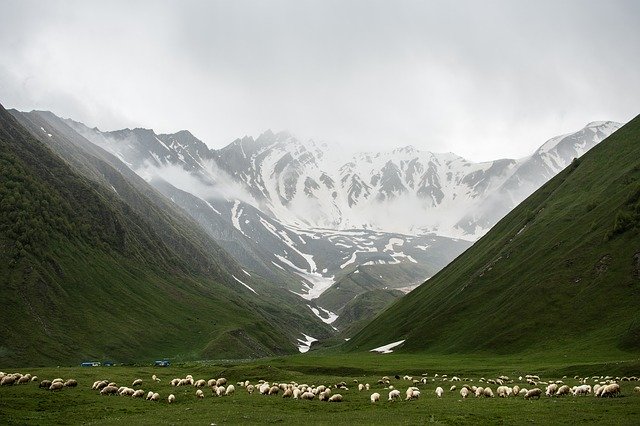 Free download Sheep Mountains Fog -  free photo or picture to be edited with GIMP online image editor