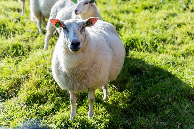 Free download sheep nature animal wildlife free picture to be edited with GIMP free online image editor