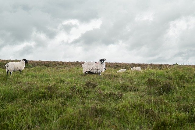 免费下载 Sheep Nature Horns - 可使用 GIMP 在线图像编辑器编辑的免费照片或图片