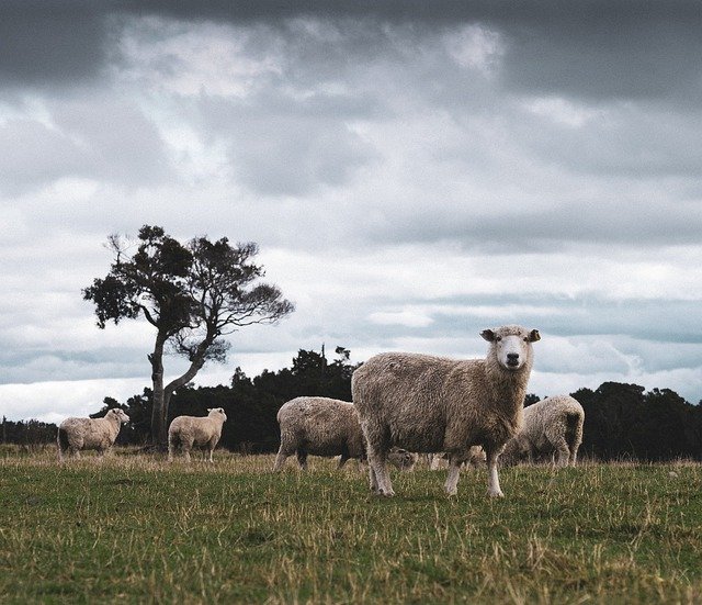 Kostenloser Download Sheep Nature New Zealand - kostenloses Foto oder Bild zur Bearbeitung mit GIMP Online-Bildbearbeitung