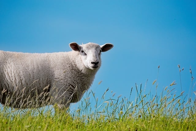 Free download sheep nature wool animal pasture free picture to be edited with GIMP free online image editor