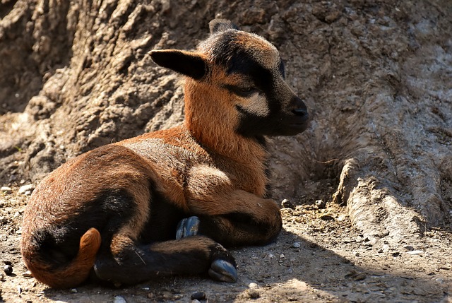Free download sheep newborn cub cute wildlife free picture to be edited with GIMP free online image editor