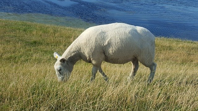 Free download Sheep North Sea Grass -  free free photo or picture to be edited with GIMP online image editor