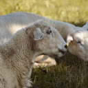 Sheep on the Grass  screen for extension Chrome web store in OffiDocs Chromium