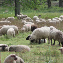 Sheep on the grassland  screen for extension Chrome web store in OffiDocs Chromium