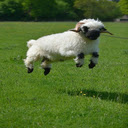 Sheep on the grassland wallpaper  screen for extension Chrome web store in OffiDocs Chromium