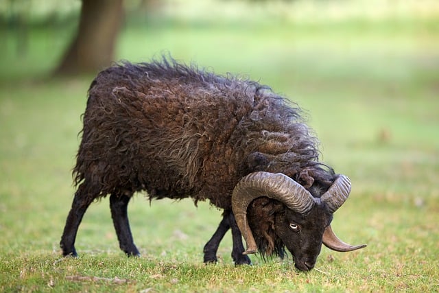 Free download sheep ouessant brown ram meadow free picture to be edited with GIMP free online image editor