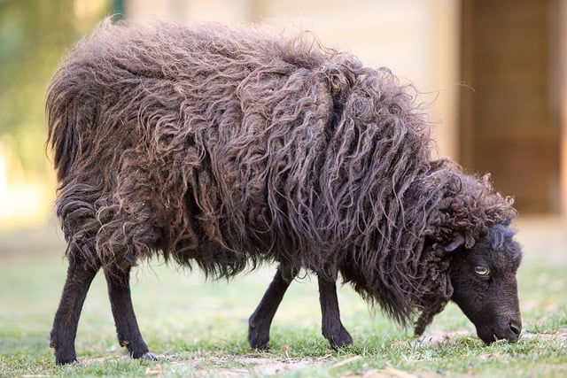 Free download sheep ouessant ewe wool cute wild free picture to be edited with GIMP free online image editor