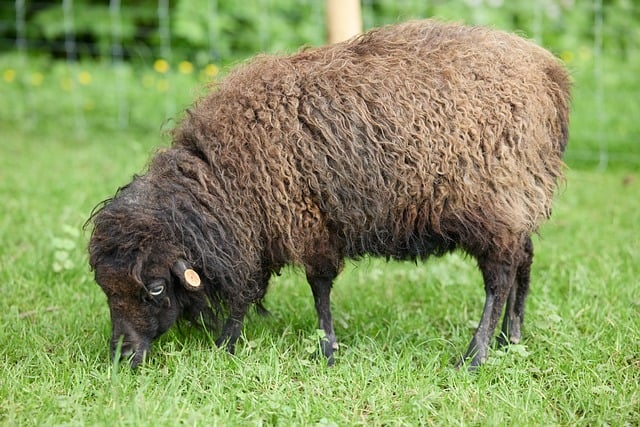 Free download sheep ouessant nature wool graze free picture to be edited with GIMP free online image editor