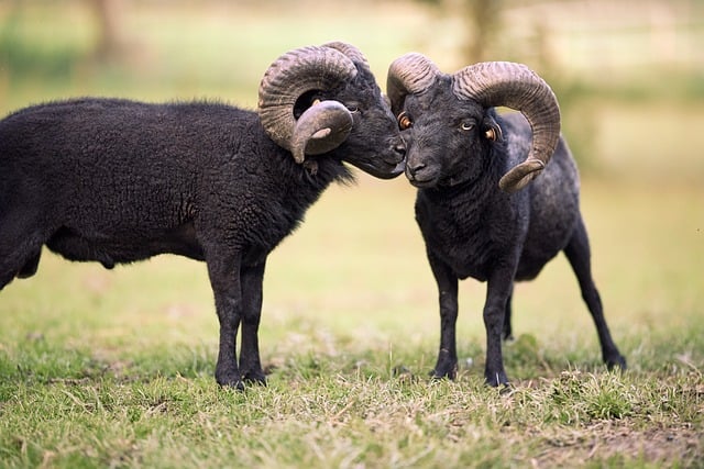 Free download sheep ouessant ram to caress sweet free picture to be edited with GIMP free online image editor