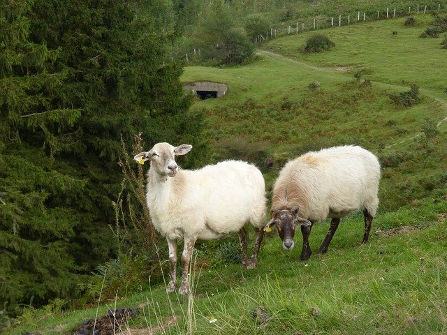 Tải xuống miễn phí Sheep Pacer Pasture - ảnh hoặc ảnh miễn phí được chỉnh sửa bằng trình chỉnh sửa ảnh trực tuyến GIMP