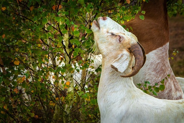 Free download sheep pagan shepherd heidschnucken free picture to be edited with GIMP free online image editor