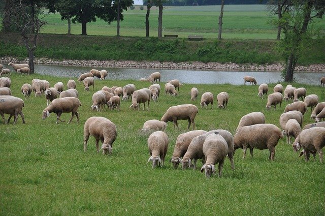 دانلود رایگان Sheep Pasture Merino Land - عکس یا تصویر رایگان قابل ویرایش با ویرایشگر تصویر آنلاین GIMP