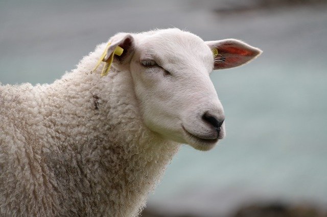 دانلود رایگان Sheep Portrait White - عکس یا تصویر رایگان برای ویرایش با ویرایشگر تصویر آنلاین GIMP