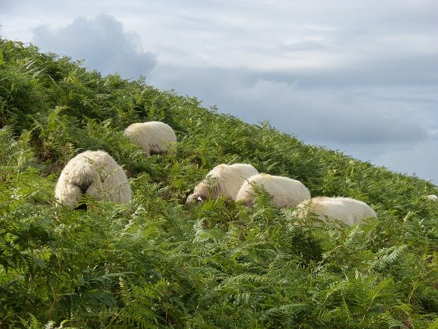 Free download Sheep Pyrenees Ferns -  free photo or picture to be edited with GIMP online image editor