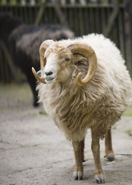 Free download sheep ram white ram mammal free picture to be edited with GIMP free online image editor