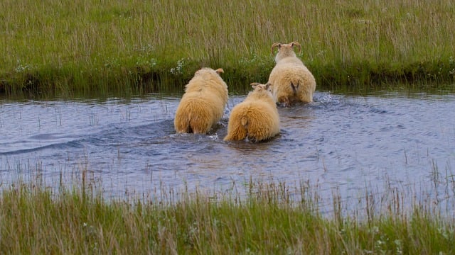 Free download sheep river crossing nature free picture to be edited with GIMP free online image editor