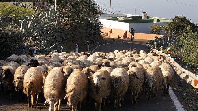 Free picture Sheep Road Gran Canaria -  to be edited by GIMP free image editor by OffiDocs