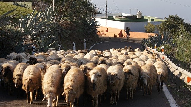 Téléchargement gratuit de Sheep Road Gran Canaria - photo ou image gratuite à éditer avec l'éditeur d'images en ligne GIMP