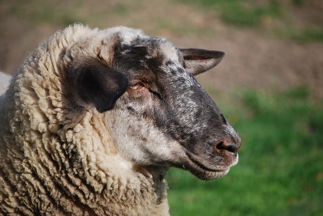 Free download sheep schafkopf close up farm yard free picture to be edited with GIMP free online image editor