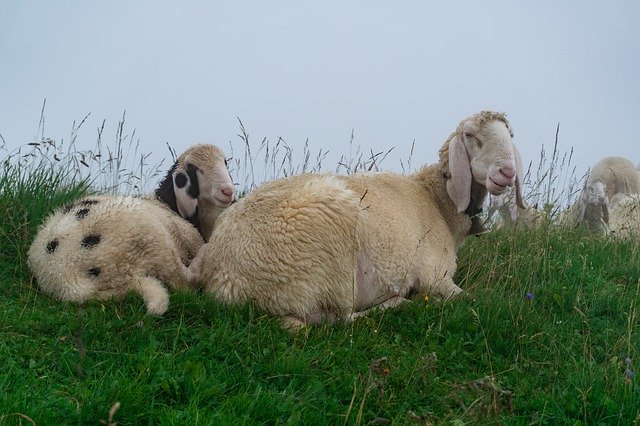 Скачать бесплатно Sheeps Clouds Fog - бесплатно фото или картинку для редактирования с помощью онлайн-редактора GIMP