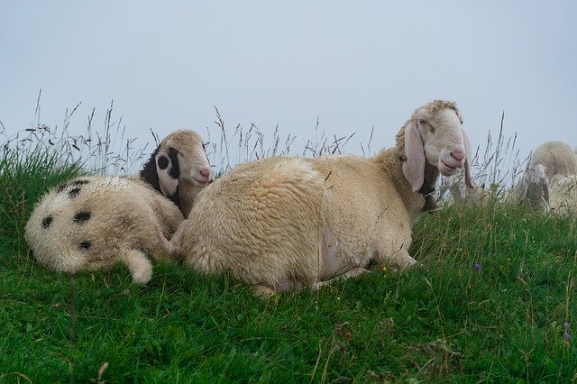 ດາວໂຫຼດຟຣີ Sheeps Clouds Fog - ບໍ່ເສຍຄ່າຮູບພາບຫຼືຮູບພາບທີ່ຈະແກ້ໄຂດ້ວຍບັນນາທິການຮູບພາບອອນໄລນ໌ GIMP