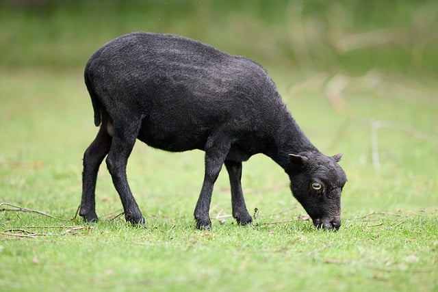 Free download sheep shaved graze female ewe free picture to be edited with GIMP free online image editor