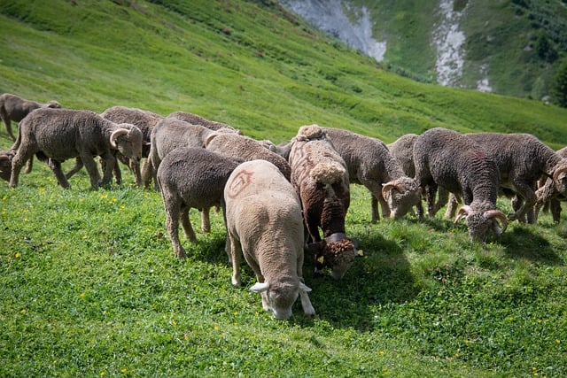 Kostenloser Download von Schafen, Schafzüchtern und grasenden Tieren, kostenloses Bild, das mit dem kostenlosen Online-Bildbearbeitungsprogramm GIMP bearbeitet werden kann