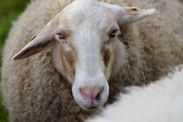Free download sheep sheep wool sheep head wool free picture to be edited with GIMP free online image editor