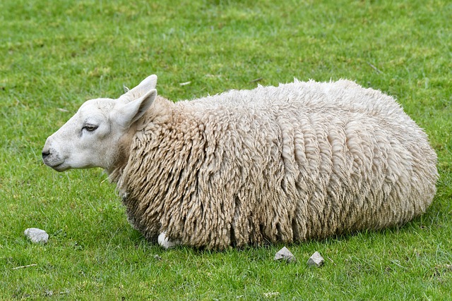 Free download sheep sitting wool domestic mammal free picture to be edited with GIMP free online image editor