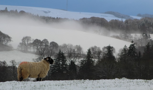 Free download sheep snow animal livestock farm free picture to be edited with GIMP free online image editor