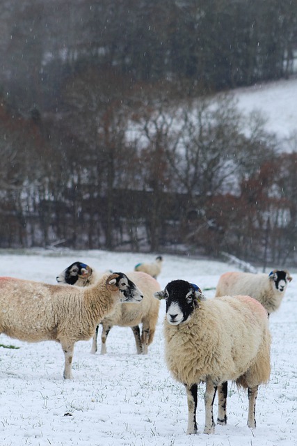 Free download sheep snow white animal nature free picture to be edited with GIMP free online image editor