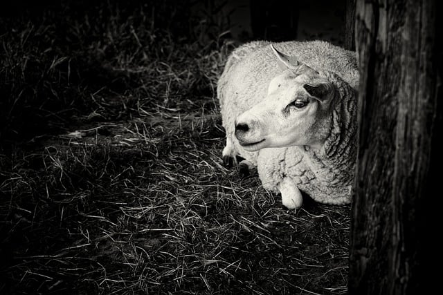 Free download sheep stable animals free picture to be edited with GIMP free online image editor