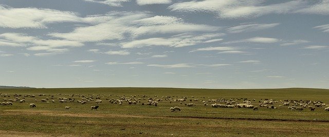 Unduh gratis Sheep Steppe Nature - foto atau gambar gratis untuk diedit dengan editor gambar online GIMP