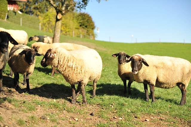 Free picture Sheep Suffolk Allgäu -  to be edited by GIMP free image editor by OffiDocs