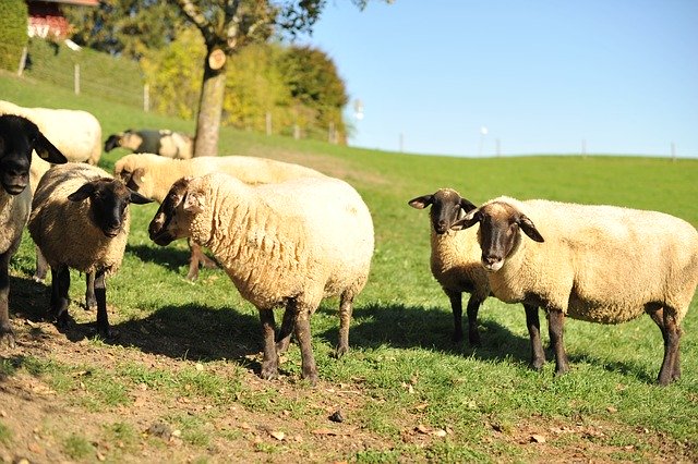 Free download Sheep Suffolk Allgäu -  free photo or picture to be edited with GIMP online image editor
