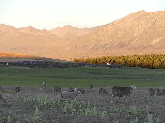 Free download Sheep Sunset Mountains -  free photo or picture to be edited with GIMP online image editor