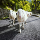 Sheep walking along an artfully designed  screen for extension Chrome web store in OffiDocs Chromium