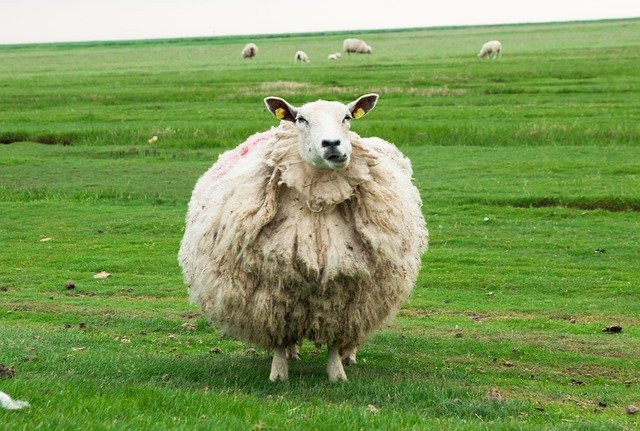 Free download Sheep Wool Animal -  free photo or picture to be edited with GIMP online image editor