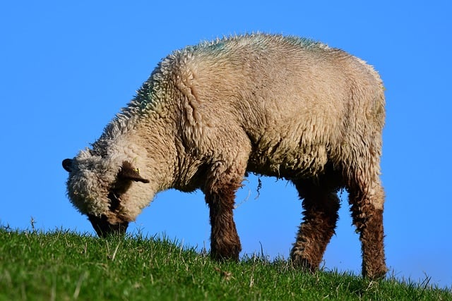 Free download sheep wool animal mammal free picture to be edited with GIMP free online image editor